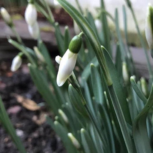 New Products for Spring