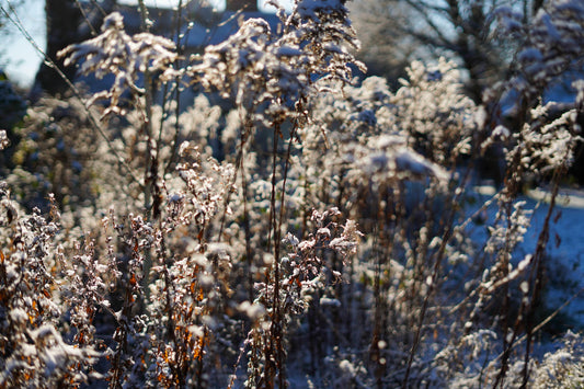 Snowy Garden